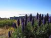images/floratravel-pico-areeiro-ruivo-tour-003.JPG