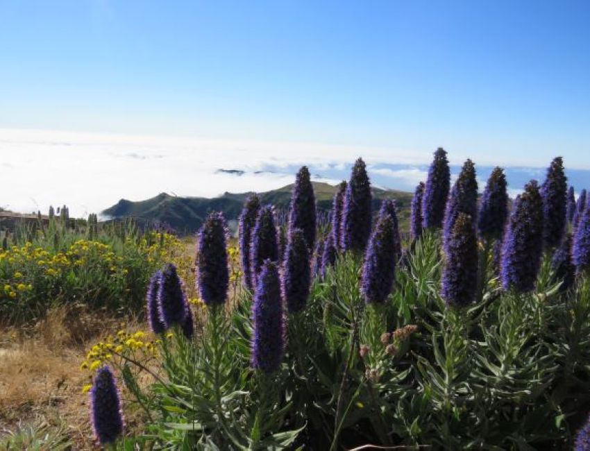 images/floratravel-pico-areeiro-ruivo-tour-003.JPG